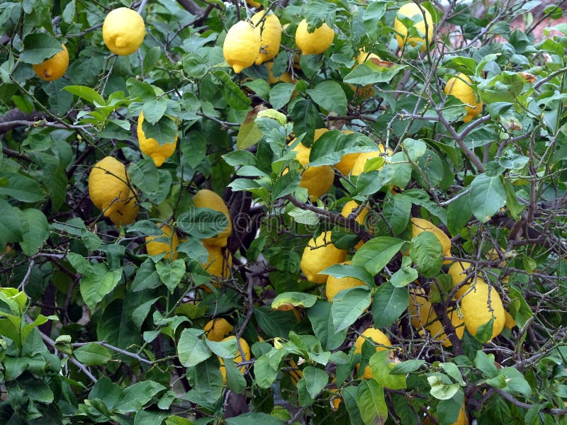 Lemon Tree with Ripe Yellow Lemon Fruits on the Branches with Dense
