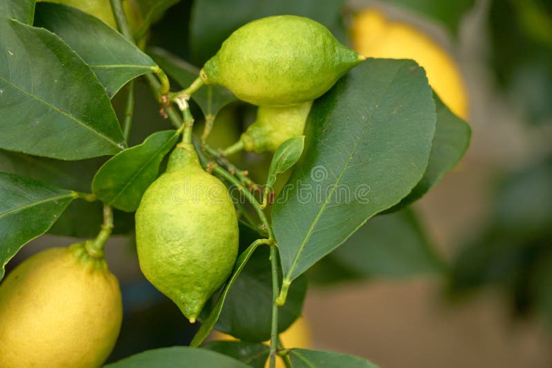 Lemon Tree with Yellow Lemon. Stock Image Image of landscape
