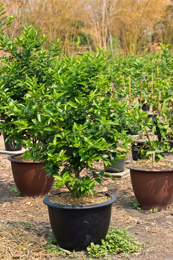 116 Lemon Trees Pots Stock Photos Free & RoyaltyFree Stock Photos