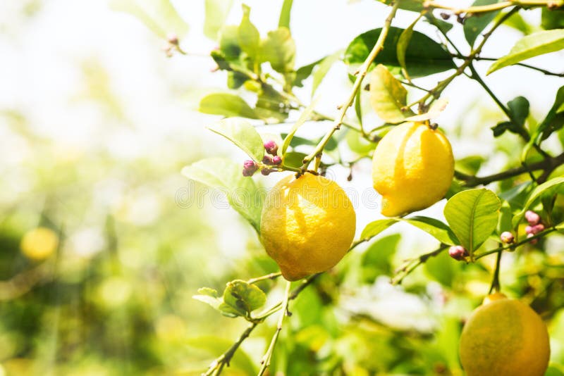 Lemon Trees with Ripe Fruits Stock Image Image of space, copy 76938439