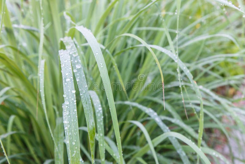 Lemongrass leaf in morning with drop of meadow