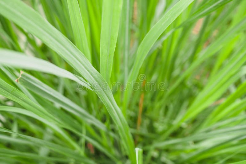 4,424 Lemongrass Plant Photos - Free & Royalty-Free Stock Photos from  Dreamstime