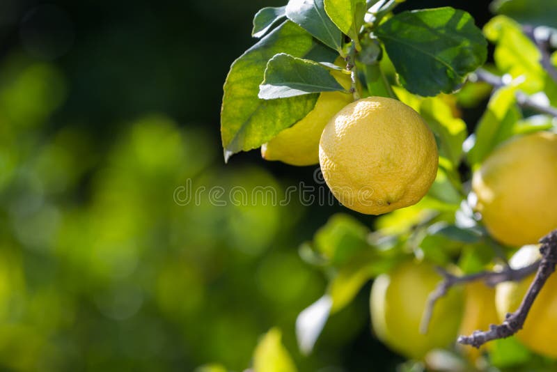 Lemons in California stock photos Lemons in California stock photos