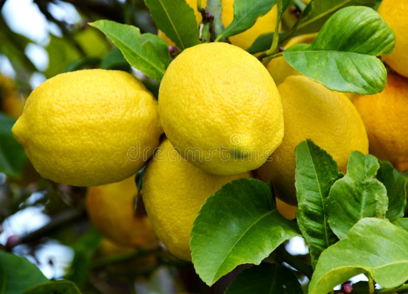 Lemons