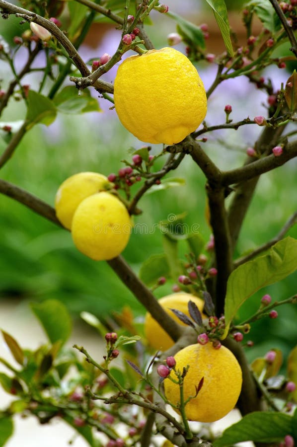Lemon Tree and Lemons Fruits in Growth Stock Image Image of fruits