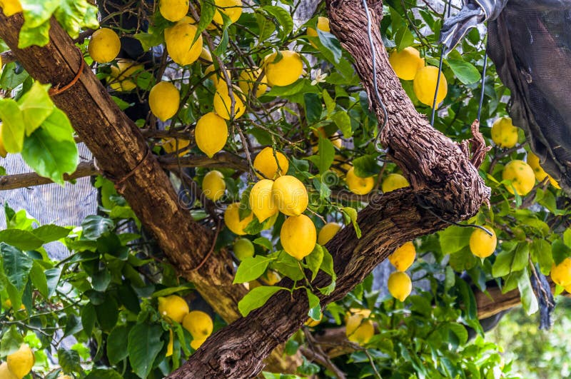 Lemons hanging on lemon tree, in a garden, at the Amalfi Coast, Italy