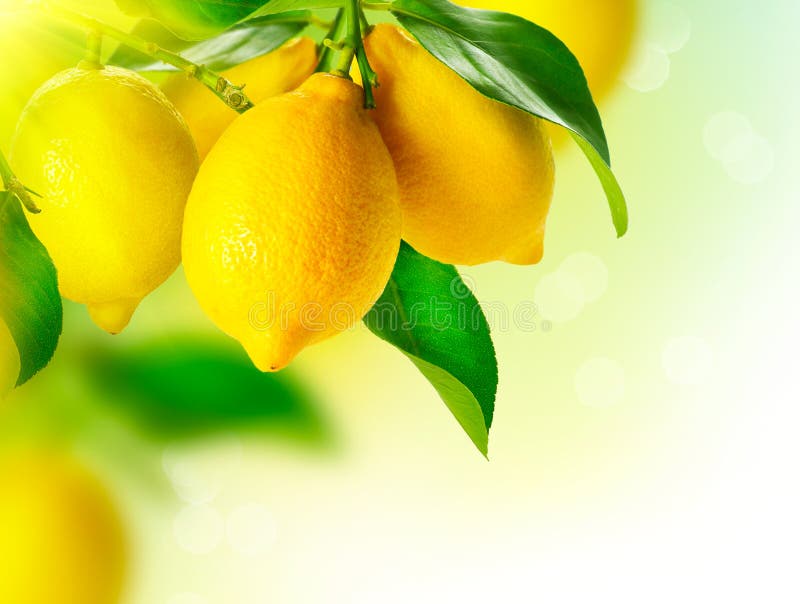 Lemons Hanging on a Lemon tree