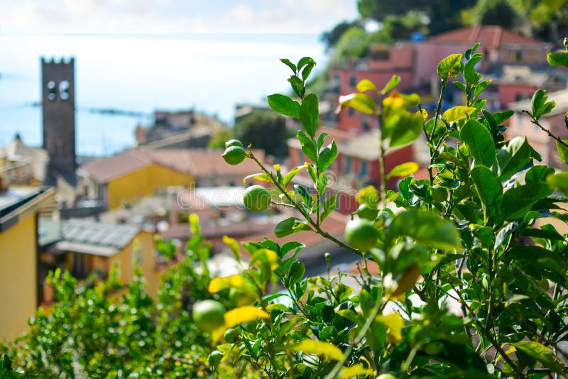 Lemons ripen on a tree with the sea and village of Cinque Terre in view in the distance. Lemons ripen on a tree in the colorful village of Cinque Terre Italy royalty free stock image Lemons ripen on a tree with the sea and village of Cinque Terre in view in the distance. Lemons ripen on a tree in the colorful village of Cinque Terre Italy royalty free stock image