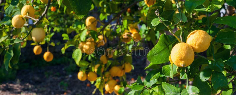 Lemons on tree in a citrus grove during harvest time in Italy
