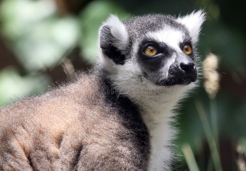 Lemur