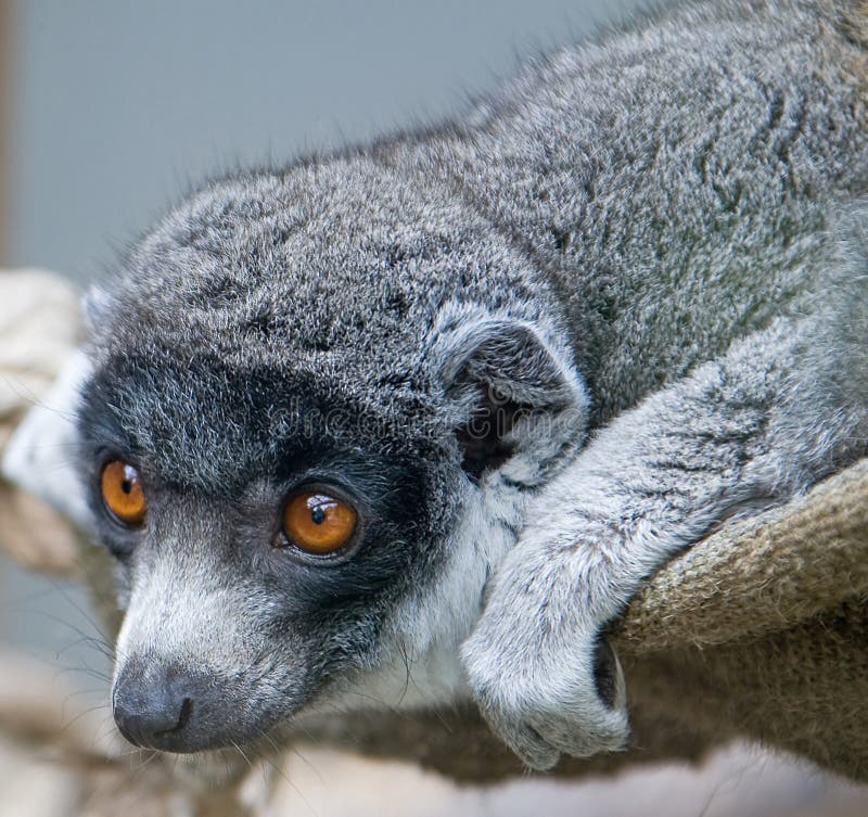 Lémur De La Mangosta (mongoz De Eulemur) Imagen de archivo Imagen de
