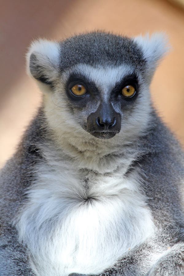 Lemur