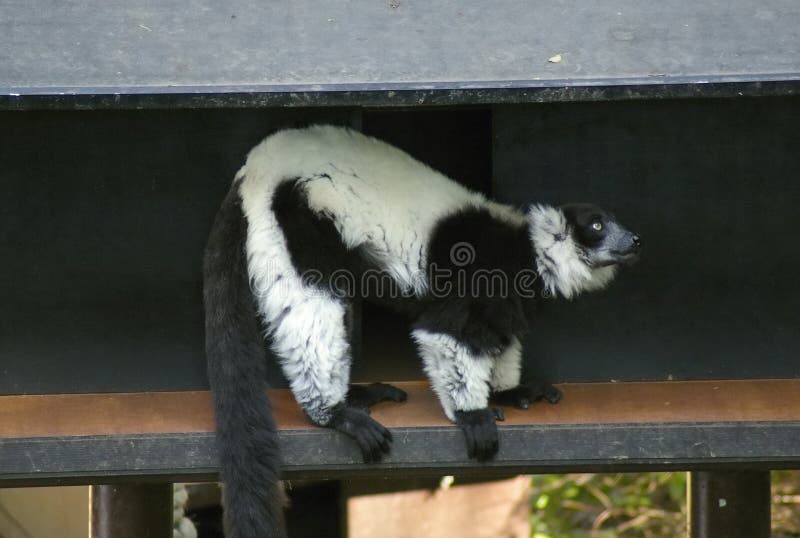 lemur fotos de archivo libres de regalías lemur fotos de archivo libres de regalías
