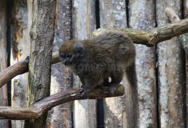 Close up of Lac Alaotra bamboo lemur. Close up of Lac Alaotra bamboo lemur.