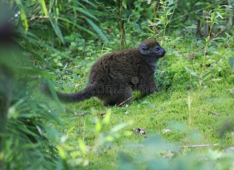 Close up of Lac Alaotra bamboo lemur. Close up of Lac Alaotra bamboo lemur.