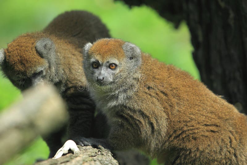 The couple of alaotran gentle lemurs. The couple of alaotran gentle lemurs.