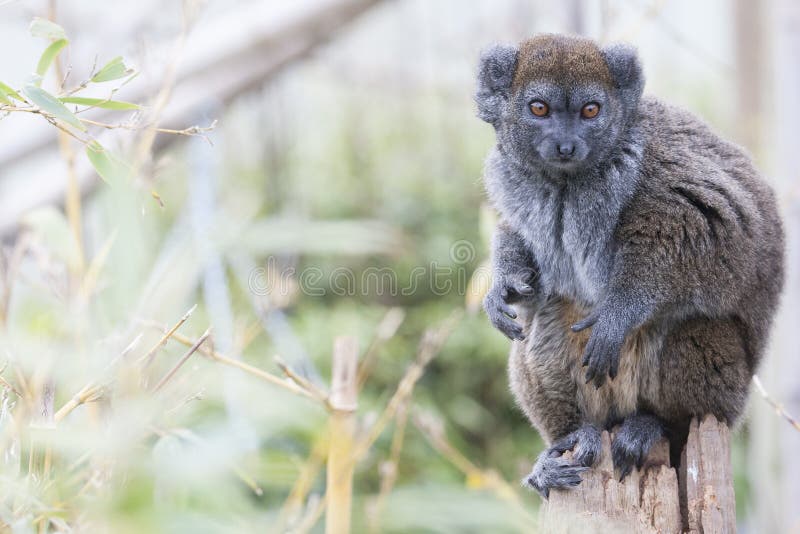 Alaotran gentle lemur perching and curious. Alaotran gentle lemur perching and curious