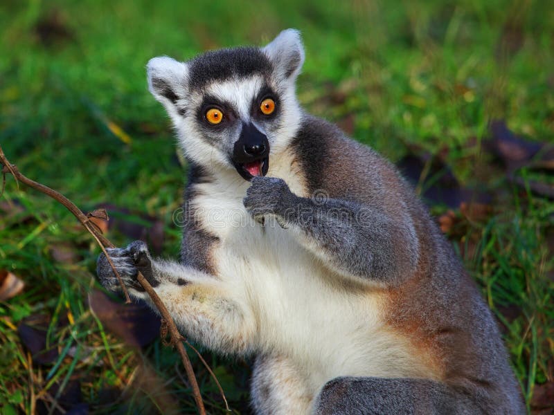 Lemur atado anillo que limpia sus dientes