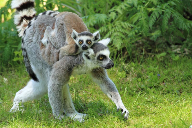 Lemur catta