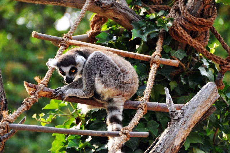 Lemur catta