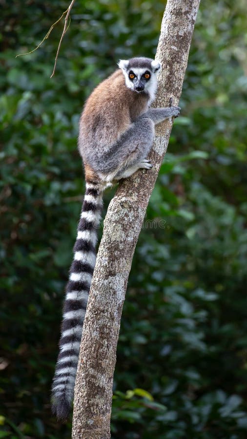 Lemur catta de citron à queue ronde, réserve d'Anja, Madagascar photos stock Lemur catta de citron à queue ronde, réserve d'Anja, Madagascar photos stock