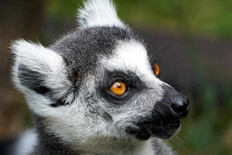 Lemur Catta Monkey Closeup Face Portrait Stock Image - Image of mouth, portrait: 158559409 Lemur Catta Monkey Closeup Face Portrait Stock Image - Image of mouth, portrait: 158559409