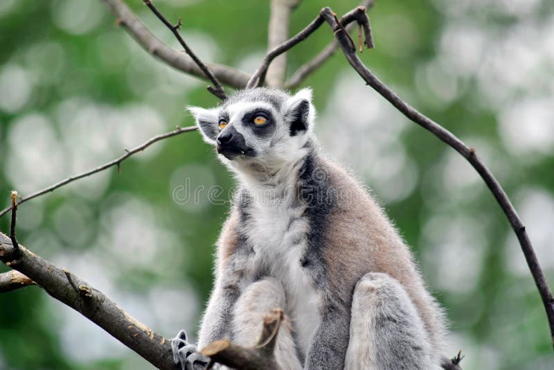 Lemur Catta Sitting on Branch and Looking stock photos Lemur Catta Sitting on Branch and Looking stock photos