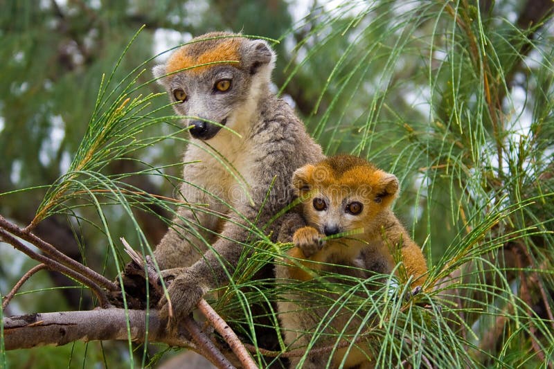 Lemur Coronatus of Madagascar