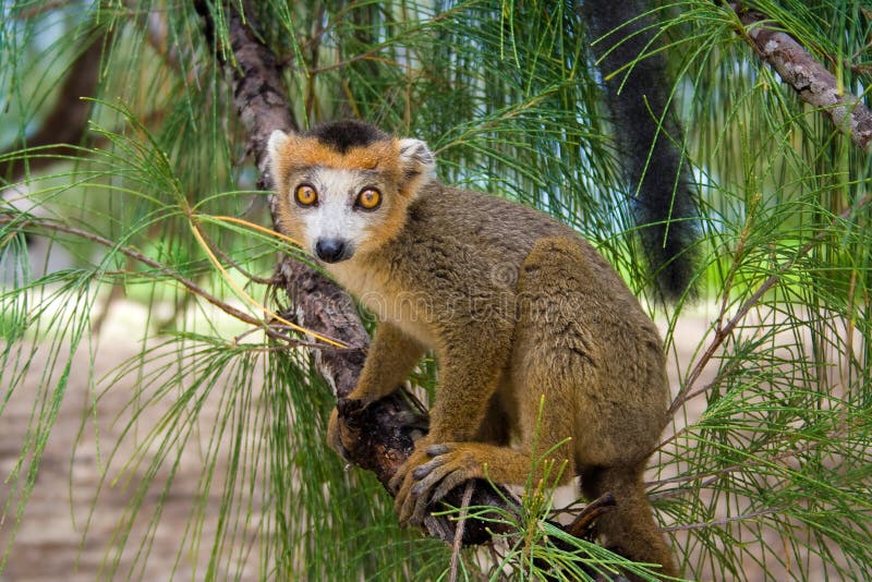 Lemur Coronatus of Madagascar