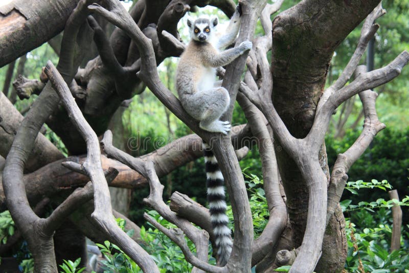 Lemur de la cola del anillo foto de archivo libre de regalías Lemur de la cola del anillo foto de archivo libre de regalías