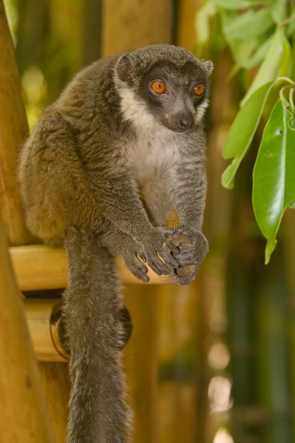 2,995 Mangosta Fotos de stock Fotos libres de regalías de Dreamstime