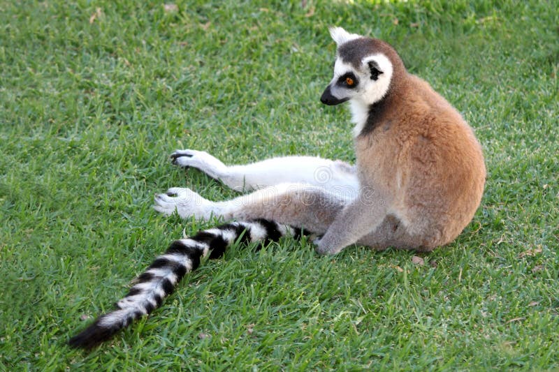 Lemur de relajación imágenes de archivo libres de regalías Lemur de relajación imágenes de archivo libres de regalías
