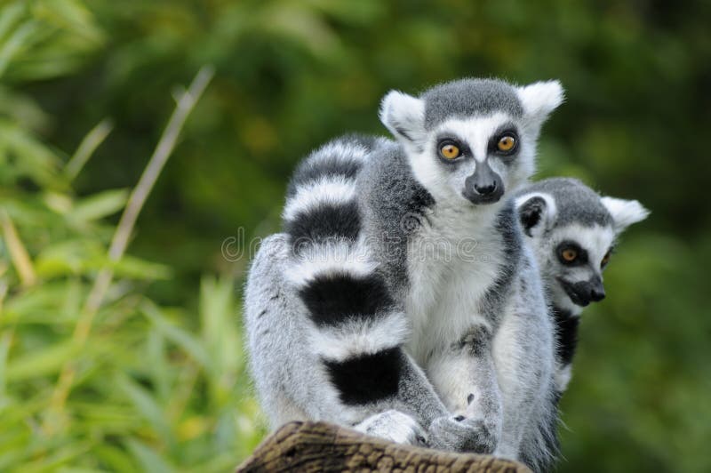 Two ring-tailed lemur sitting on a tree. Two ring-tailed lemur sitting on a tree