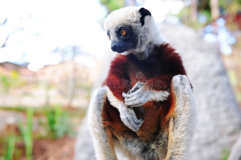 Endangered Coquerel's Sifaka (Propithecus coquereli) rests and looks in a tree in a rain forest in Madagascar. Endangered Coquerel's Sifaka (Propithecus coquereli) rests and looks in a tree in a rain forest in Madagascar