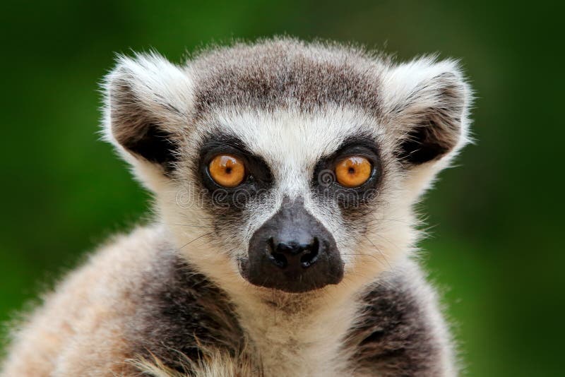 Lemur face, close-up portrait of Madagascar monkey.  Ring-tailed Lemur, Lemur catta, with green clear background. Animal from