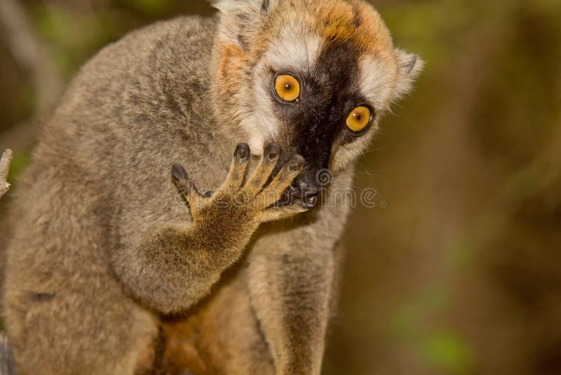Lemur fronteggiato rosso del Brown