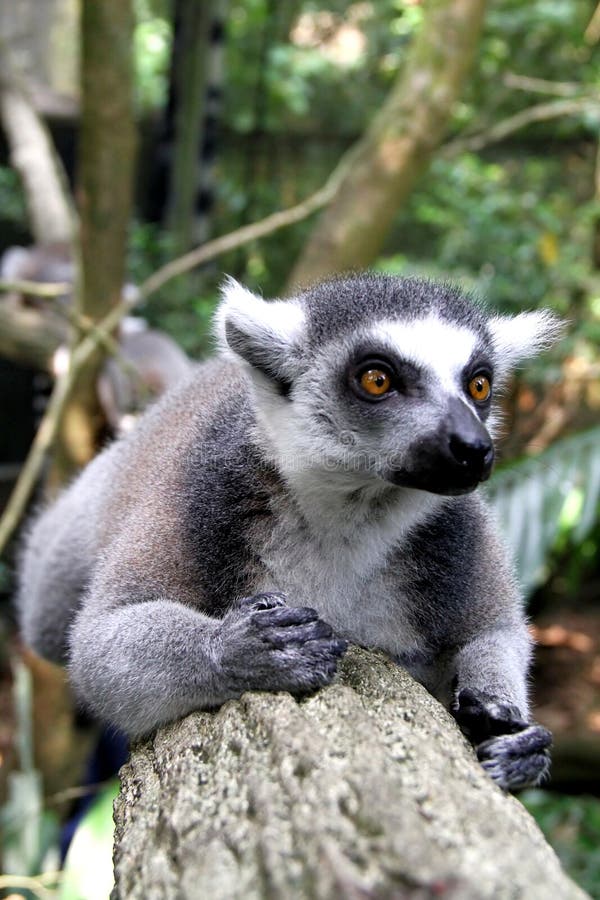 Lemure Scimmia vicino a zoo di Singapore.