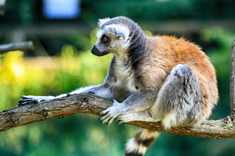 Scimmie giardino zoologico Praga.