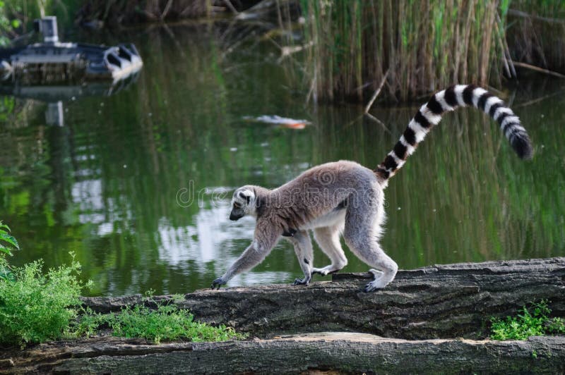 Lemur no jardim zoológico fotografia de stock royalty free Lemur no jardim zoológico fotografia de stock royalty free