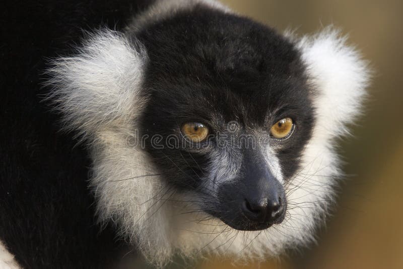 This endangered Lemur was photographed at a UK zoo. This endangered Lemur was photographed at a UK zoo.