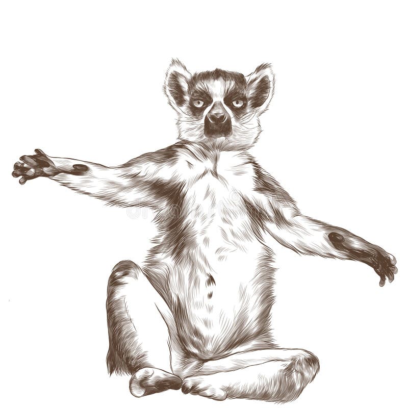Animal Lemur Monkey Sketch Drawing for Kindergarten