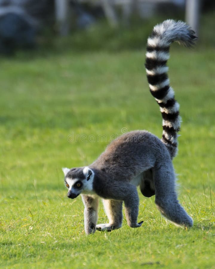 Ring-tailed lemurscientific name: Lemur catta, also known as nocturnal lemur. Is the only species of genus Lemur under the genus Lemur. Located in southern Madagascar, living in arid and rocky areas. Activities during the day, like on the ground. Aggressive, often fighting for territory. The main vegetarian, but sometimes eat insects, eggs and even young birds. 11 to December each year estrus mating, often battle. 5 months pregnant, 2-3 2-3 per tire, 2-year-old sexual maturity. Life expectancy 18-20 years. Ring-tailed lemurscientific name: Lemur catta, also known as nocturnal lemur. Is the only species of genus Lemur under the genus Lemur. Located in southern Madagascar, living in arid and rocky areas. Activities during the day, like on the ground. Aggressive, often fighting for territory. The main vegetarian, but sometimes eat insects, eggs and even young birds. 11 to December each year estrus mating, often battle. 5 months pregnant, 2-3 2-3 per tire, 2-year-old sexual maturity. Life expectancy 18-20 years.