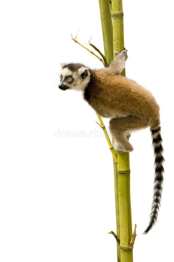Lemur Ring-tailed (6 semaines) - catta de Lemur image libre de droits Lemur Ring-tailed (6 semaines) - catta de Lemur image libre de droits