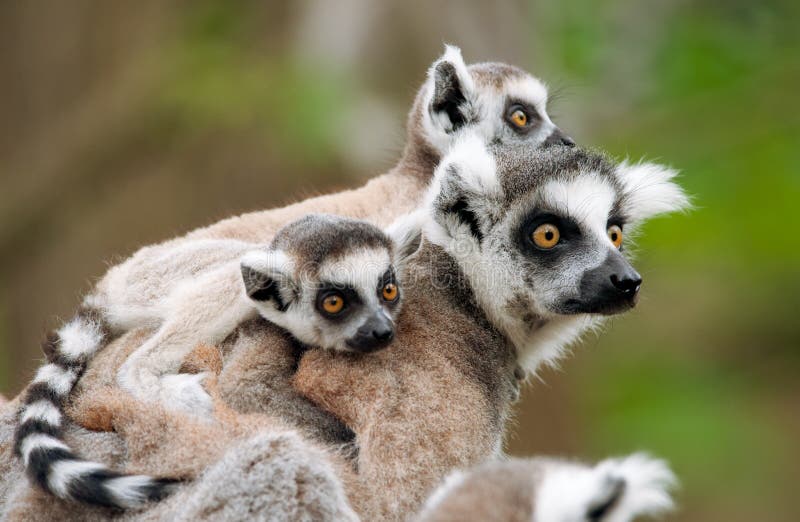 Close-up of a ring-tailed lemur with her cute babies (Lemur catta). Close-up of a ring-tailed lemur with her cute babies (Lemur catta)