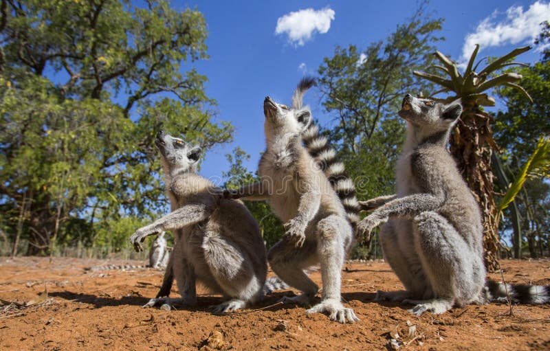 Lemur Ring-tailed se reposant au sol madagascar images stock Lemur Ring-tailed se reposant au sol madagascar images stock