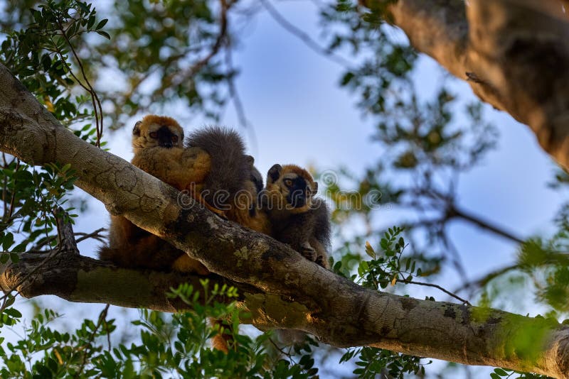 Lemur. rufus kirindy forest w madagaskarze. szara brązowa małpa na drzewie w