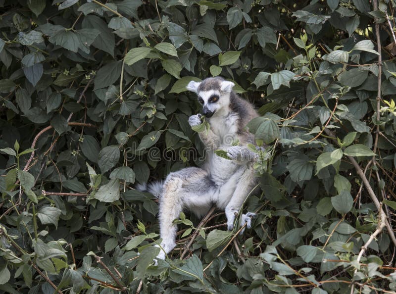 A Lemur Sits in the Bushes and Eats Leaves. Lemur Catta Stock Photo - Image  of branch, monkey: 190111814