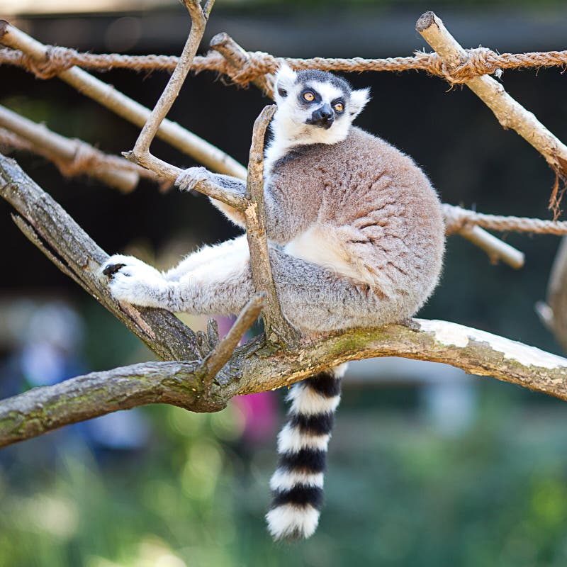 Lemur Sitting on the Branches Stock Photo - Image of animal, alert ...