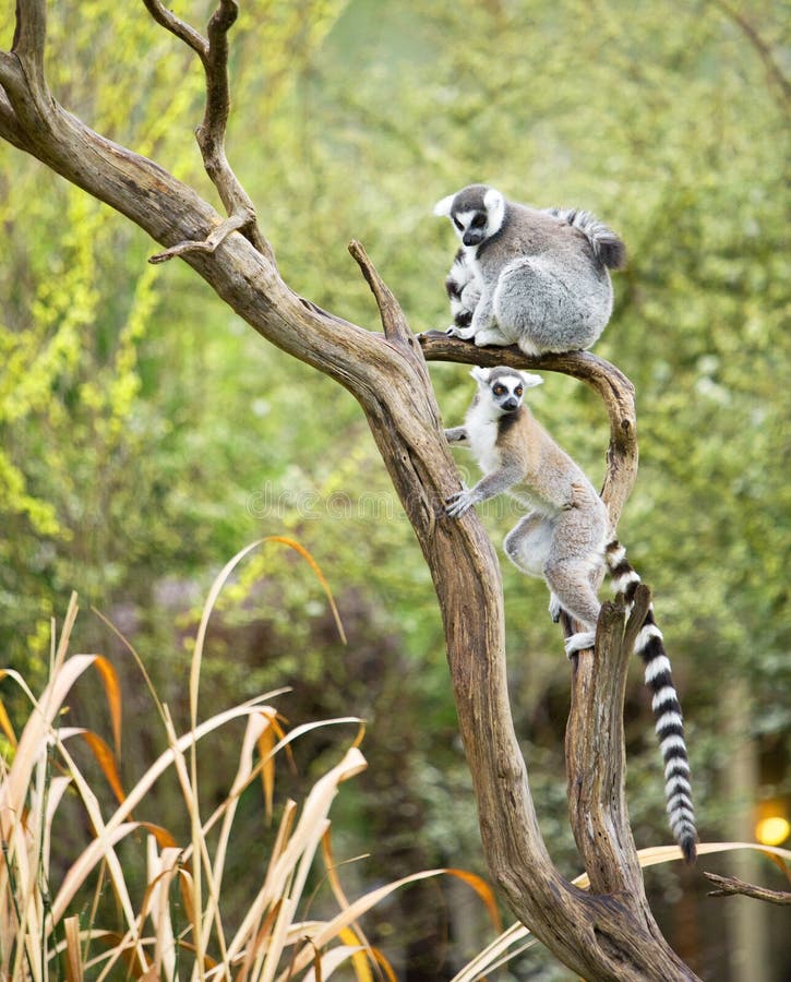 Lemur in a tree