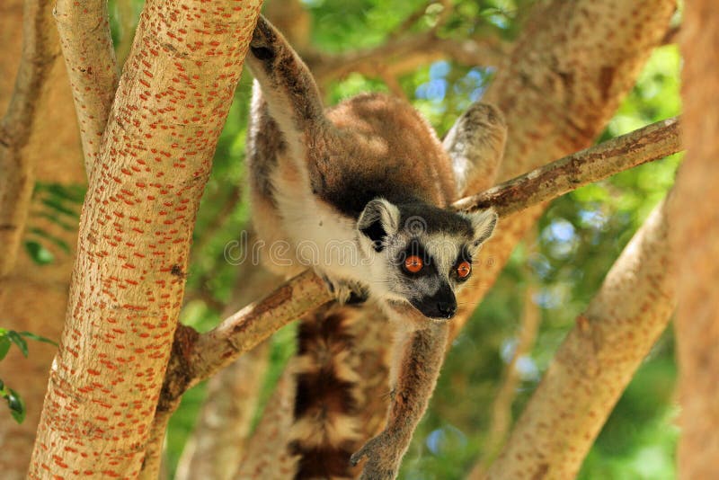 Lemur w Madagascar fotografia stock Lemur w Madagascar fotografia stock